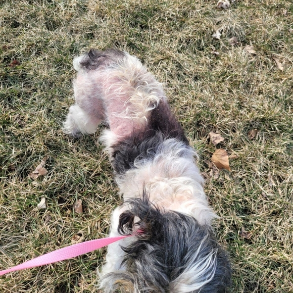 DONATE 😢🐕 - Picture 2 of 3